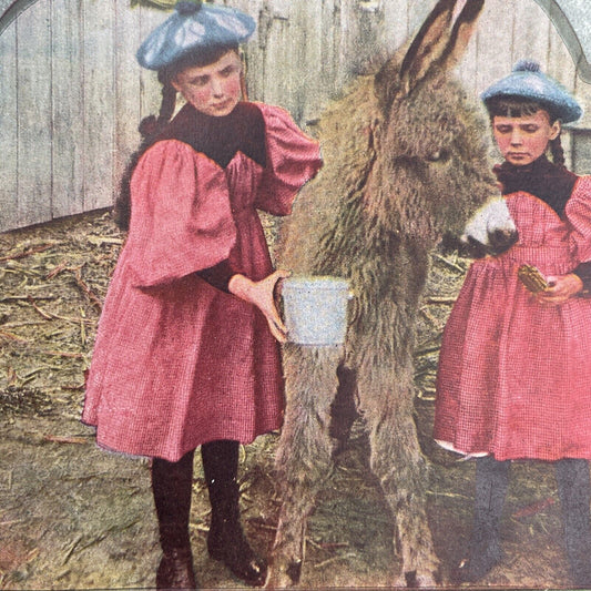 Antique 1890 Young Girls Feed A Donkey On Farm Stereoview Photo Card P580-044