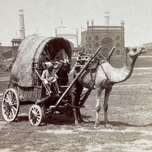 Antique 1903 Camel Pulls A Covered Wagon In India Stereoview Photo Card P5656