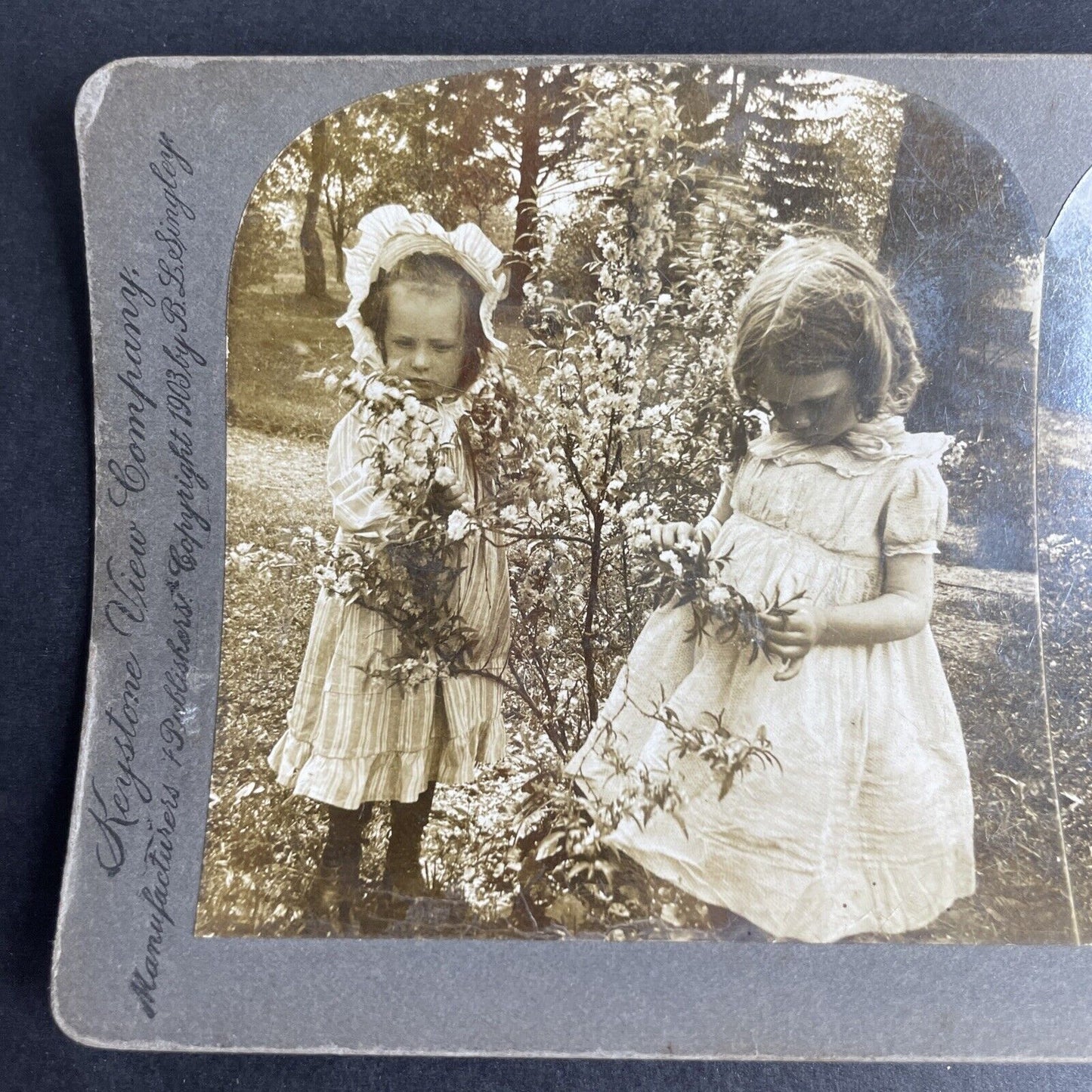 Antique 1903 American Children Picking Cotton Stereoview Photo Card P1037