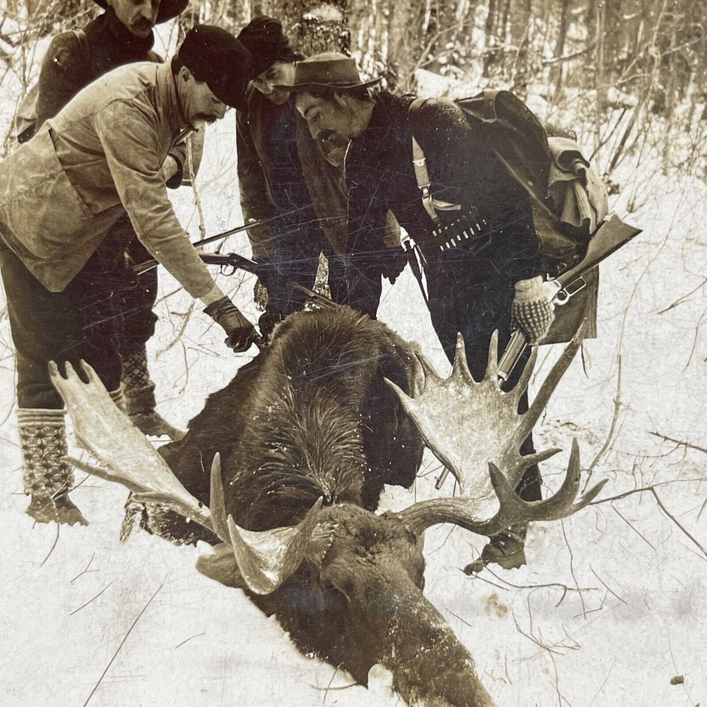 Antique 1899 Moose Hunting Presque Isle Maine Stereoview Photo Card P2666