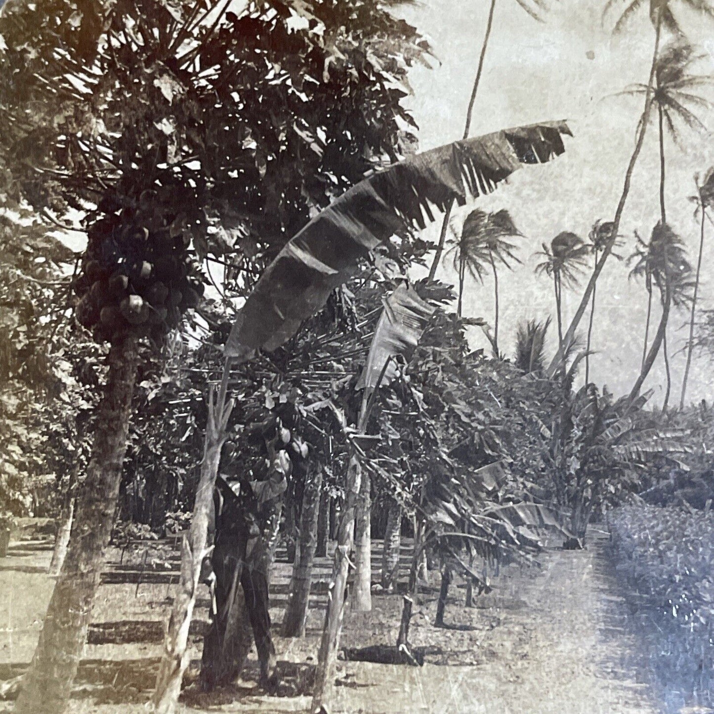 Antique 1910 Papaya Trees Mauna Loa Hawaii Stereoview Photo Card P4823