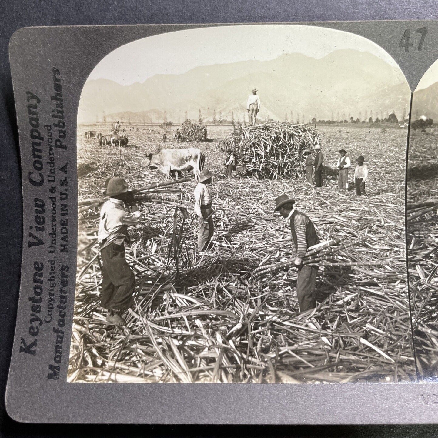 Antique 1918 Sugar Cane Harvest Santa Clara Peru Stereoview Photo Card P1363