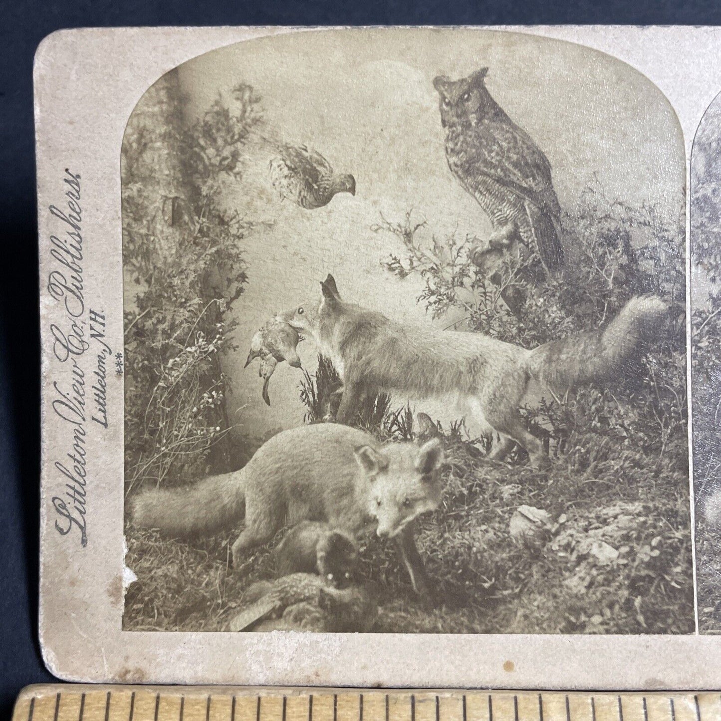 Antique 1889 Two Swift Foxes Stuffed At Fox Exhibit Stereoview Photo Card P4638