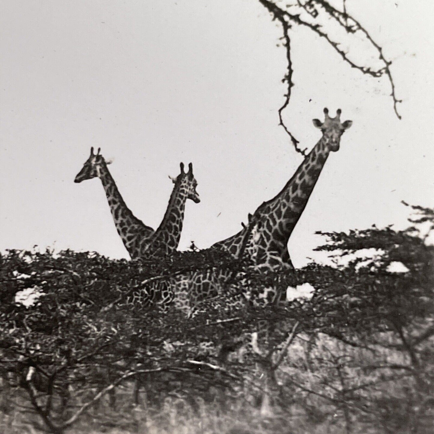 Antique 1930 Curious Giraffes Kruger National Park Stereoview Photo Card P1493