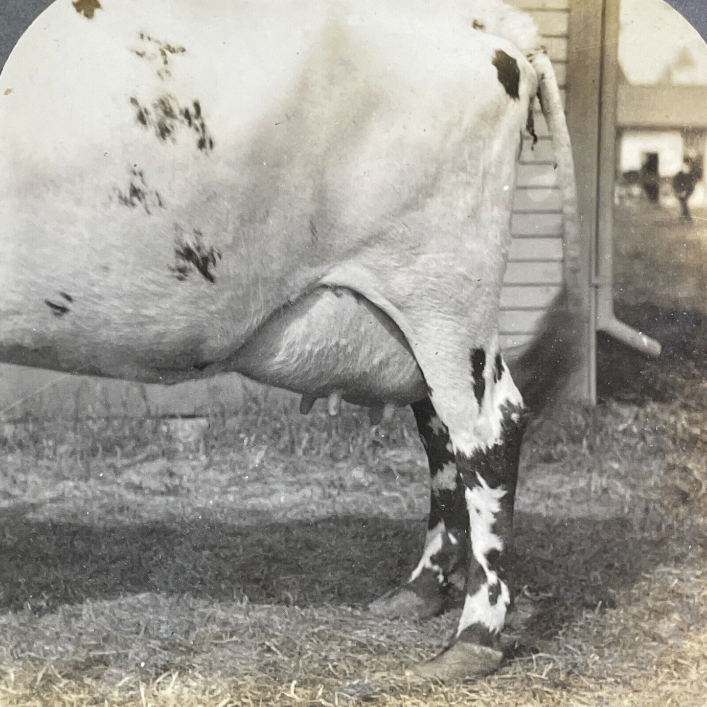 Ayrshire Cow Udder Toronto Exhibition Stereoview Pestalozzi c1909 Y2736