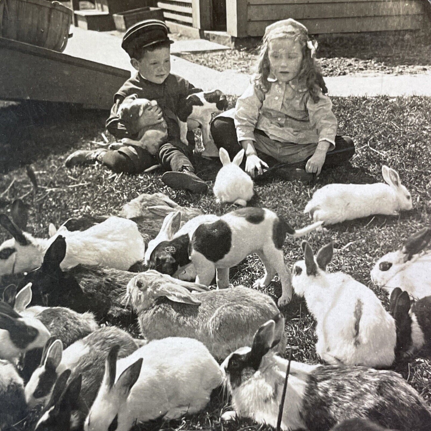 Children Play with Rabbits and Puppy Dog Stereoview Antique c1910s Y1349