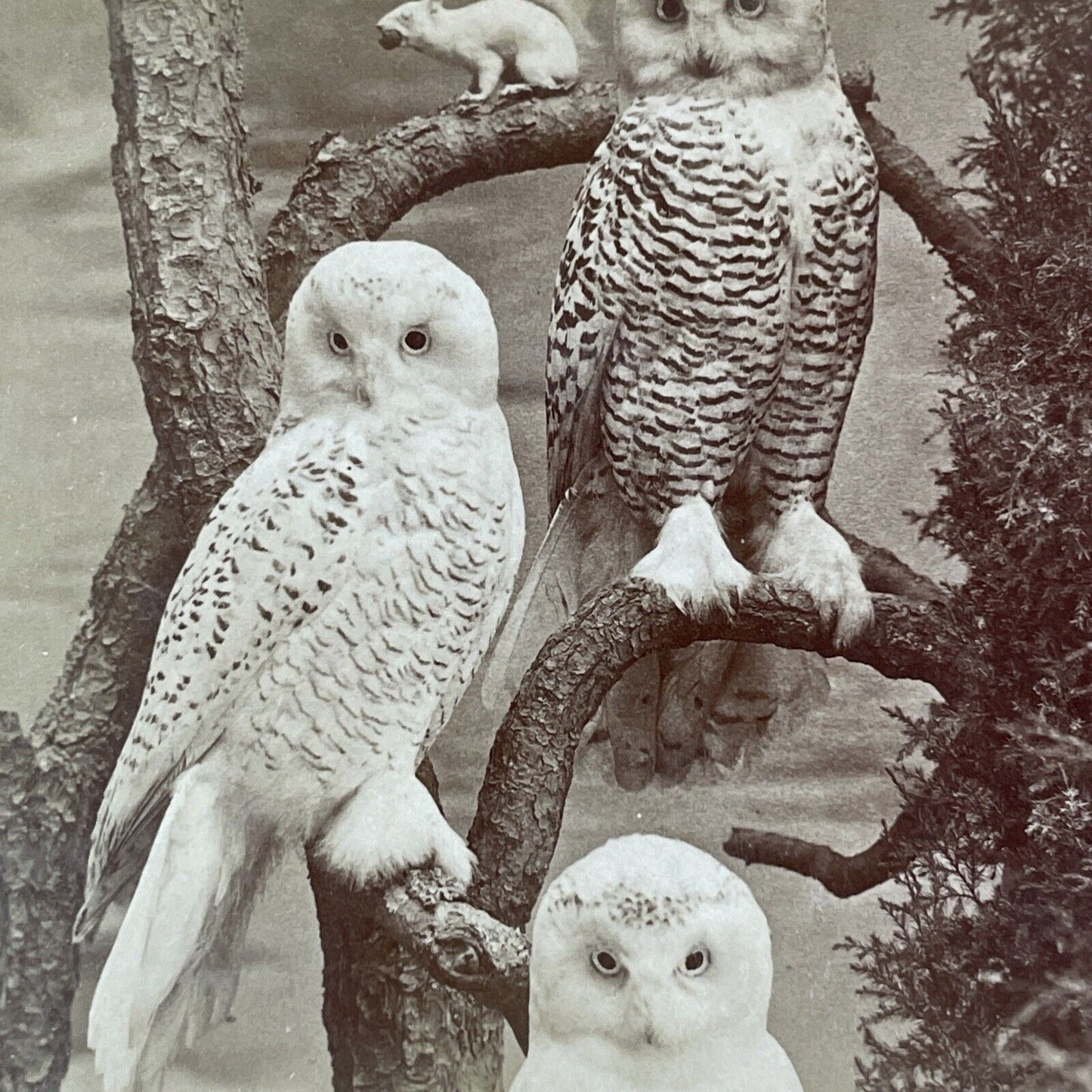 Albino Squirrel and Snowy Owls Stereoview Taxidermy Antique c1870 X4105