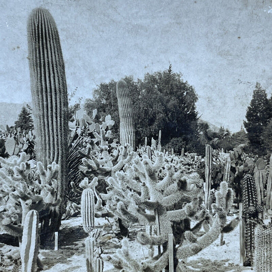 Antique 1900 Cactus Garden In Riverside California Stereoview Photo Card P1839