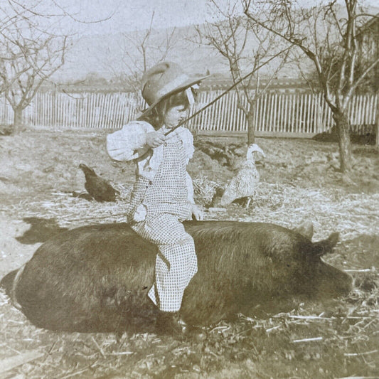 Antique 1890s Young Girl Rides A Pig On Farm Stereoview Photo Card P3360