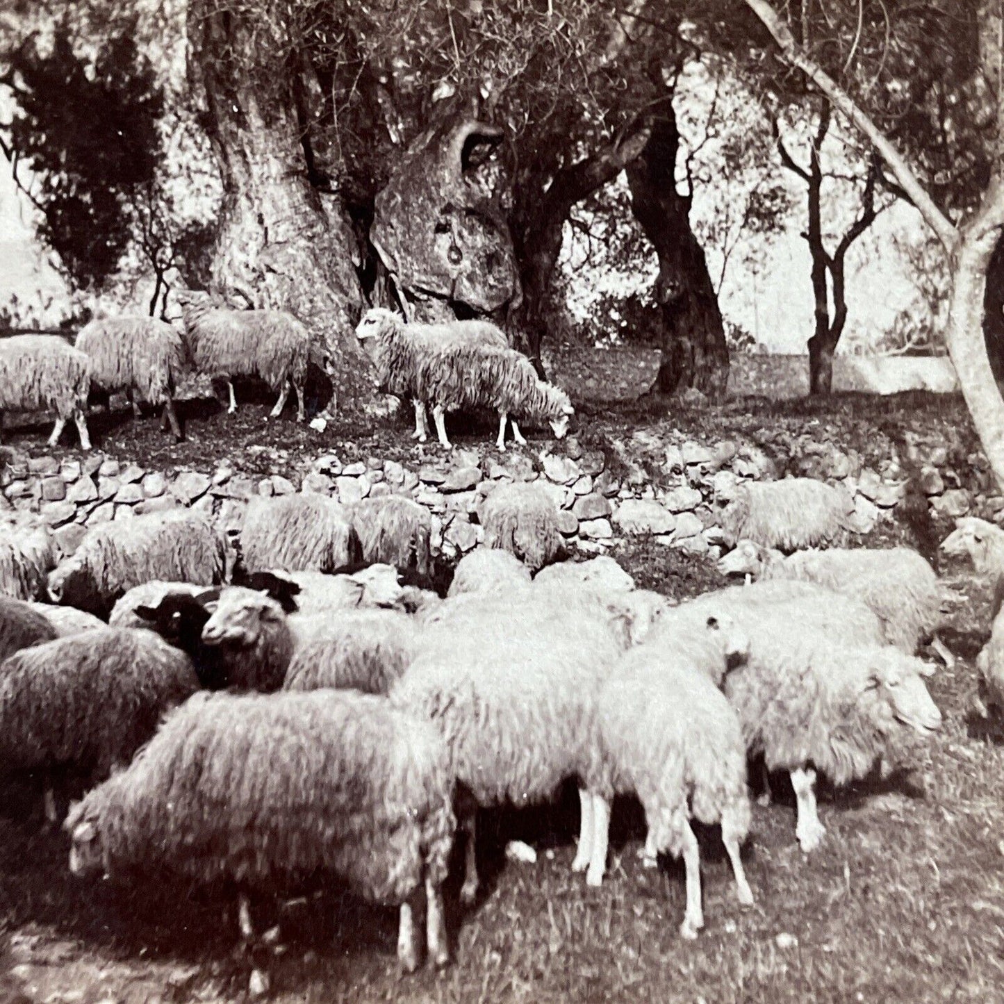 Antique 1890s Sheep Eating Olives Southern France Stereoview Photo Card P5520