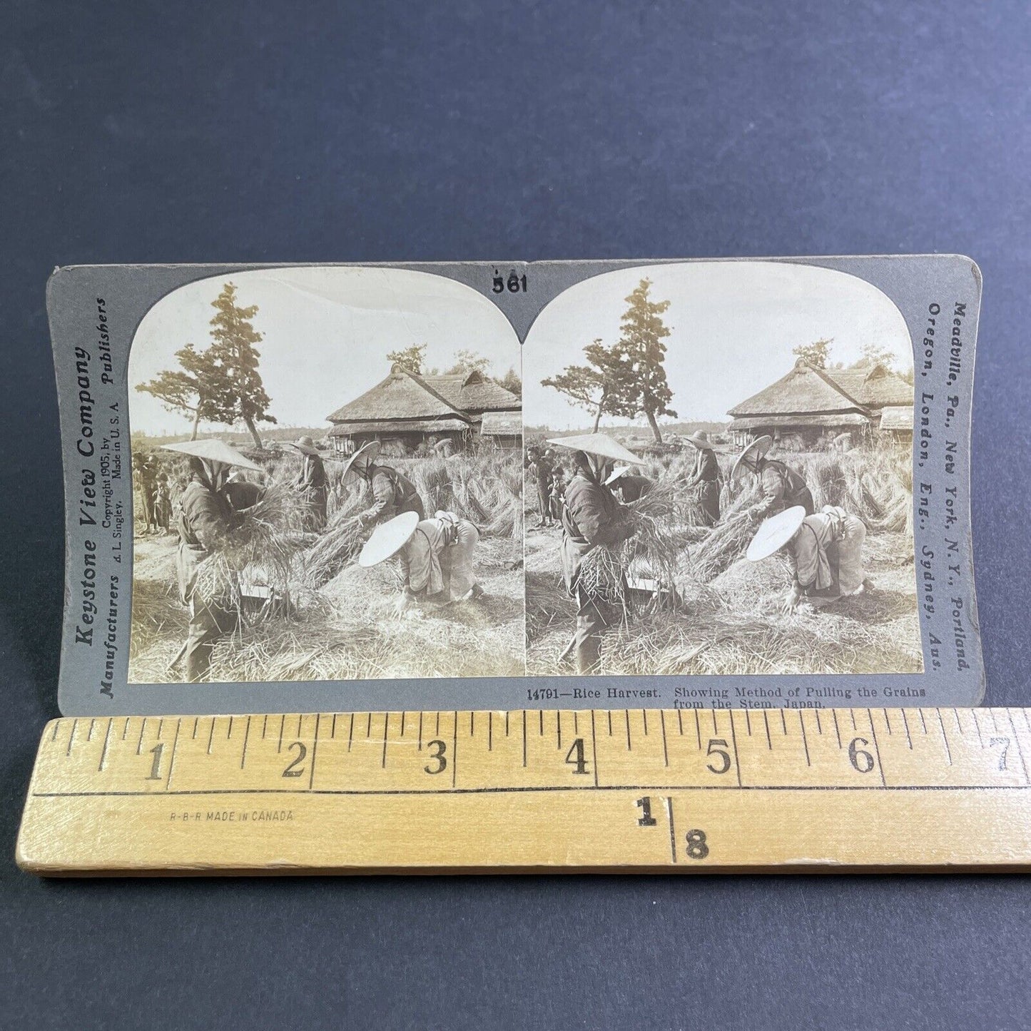 Antique 1905 Farmers Harvest Rice In Japan Stereoview Photo Card P2179
