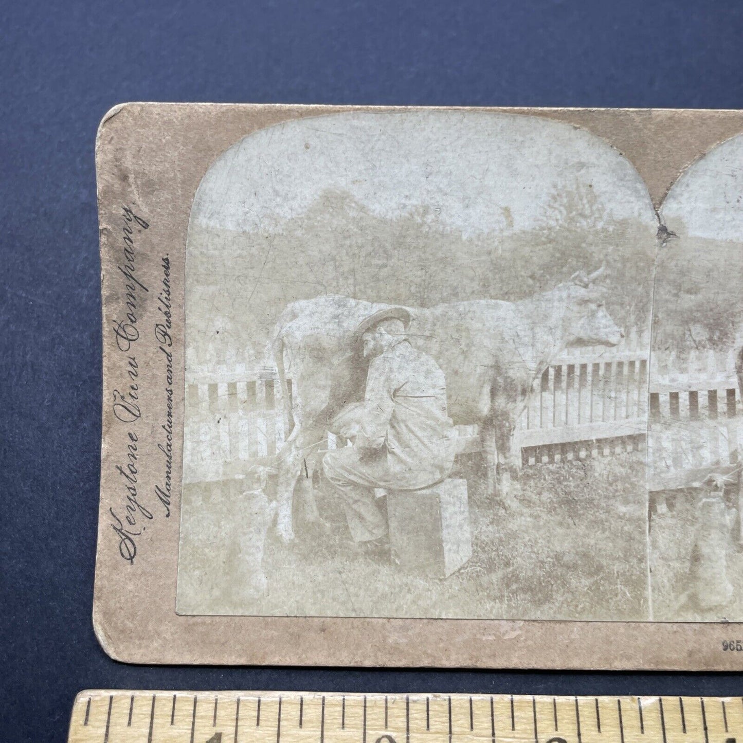 Antique 1899 Farmer Squirts Milk In Cat's Mouth Stereoview Photo Card P2588