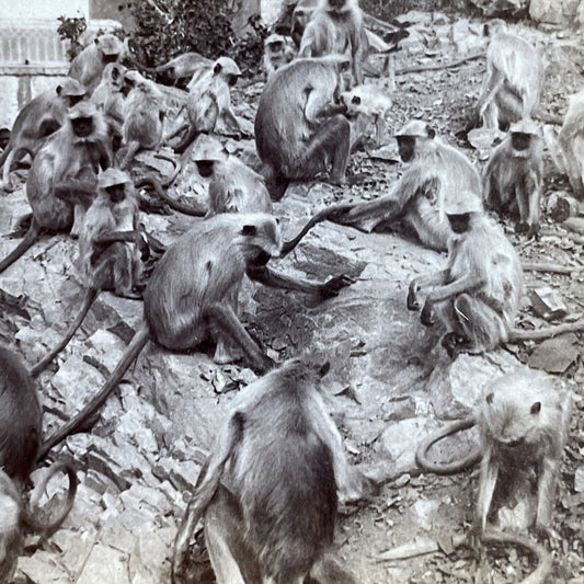 Antique 1903 Monkeys Begging For Food In Jeypore Stereoview Photo Card P5645