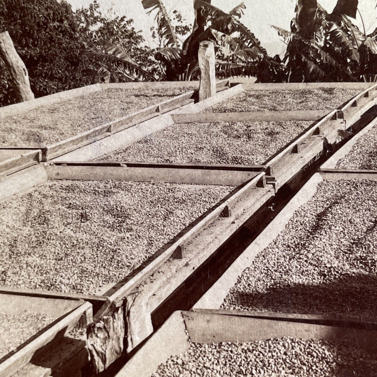 Antique 1900 Drying Coffee Beans In Puerto Rico Stereoview Photo Card P1720