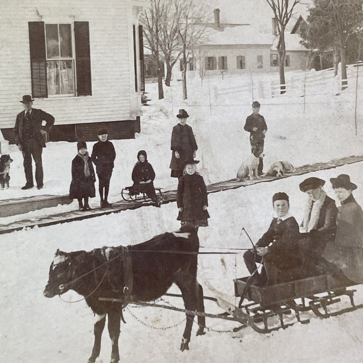 Cow Calf Pulling Winter Sleigh Stereoview BW Kilburn Antique c1886 X4115