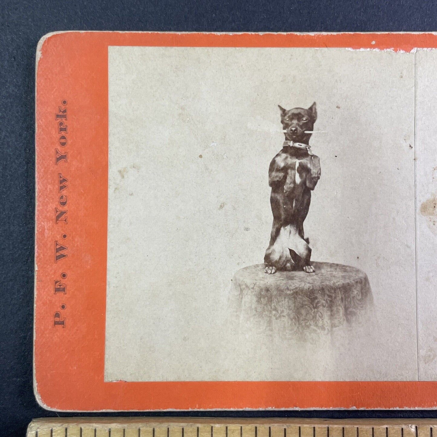 Small Dog Performs Trick Stereoview attributed Jerome Nelson Wilson c1870 Y1337