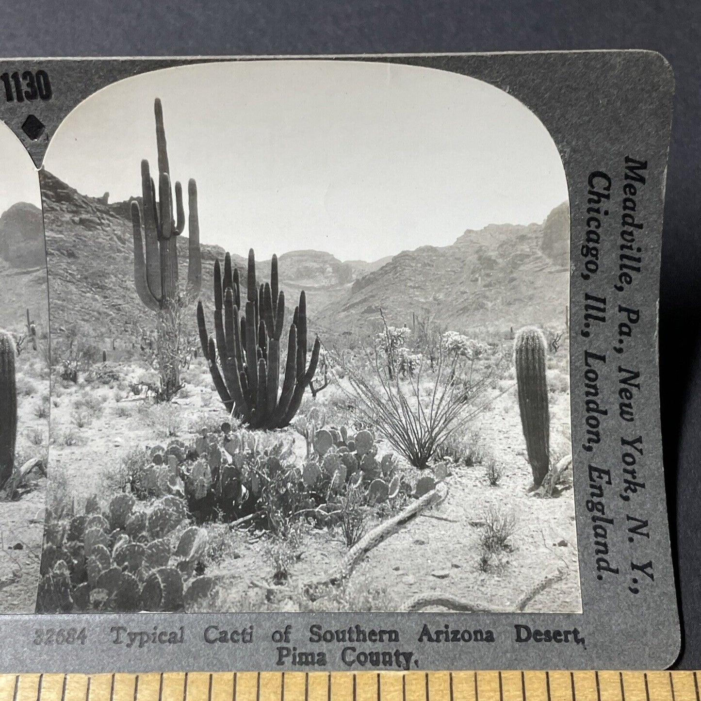 Antique 1920s Cactus Plants Pima County Arizona Stereoview Photo Card V2815