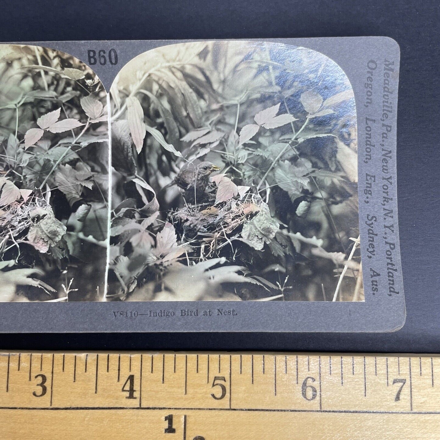 Antique 1908 Indigo Bird In It's Hidden Nest Stereoview Photo Card PC797