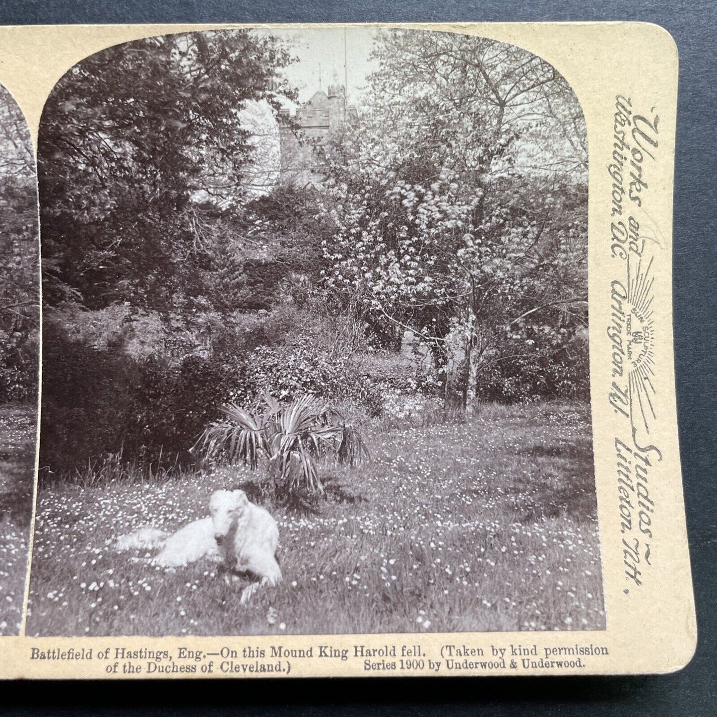 Antique 1900 English Wolfhound Guards Hastings UK Stereoview Photo Card P1277