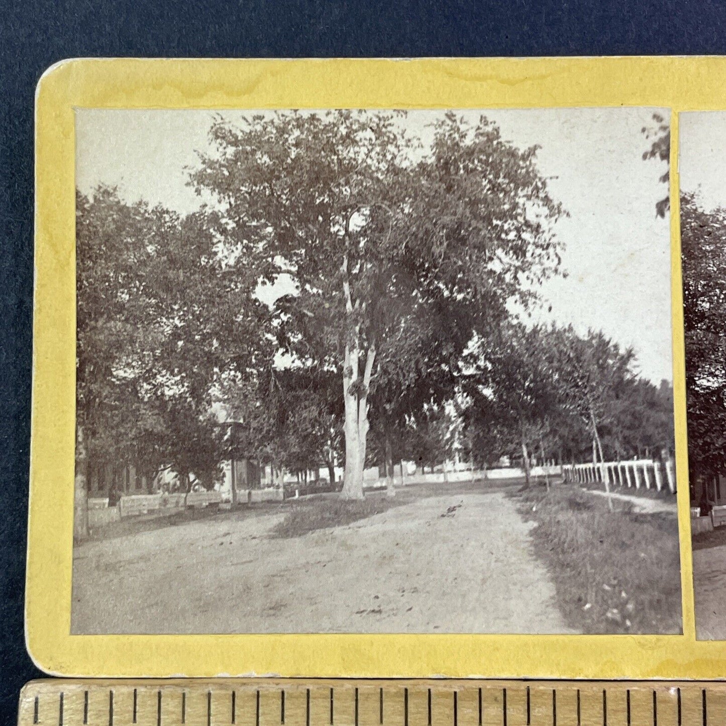 The Great Old Elm Tree Lebanon NH Stereoview Henry Osgood Bly Antique c1870 X968