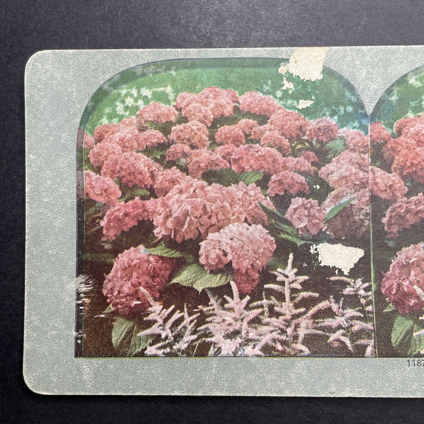 Antique 1899 Pink Hydrangea Blooms In Summer Stereoview Photo Card P1215