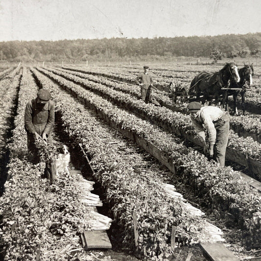 Antique 1910s Celery Farm In Kalamazoo Michigan Stereoview Photo Card P3671