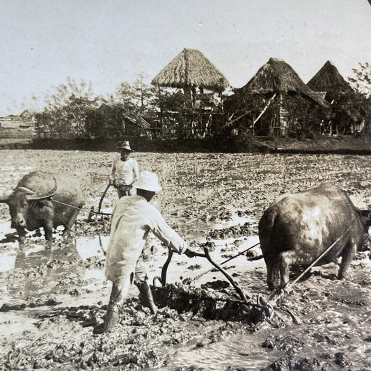 Antique 1918 Plowing With Buffalo Manila Philippines Stereoview Photo Card P1903