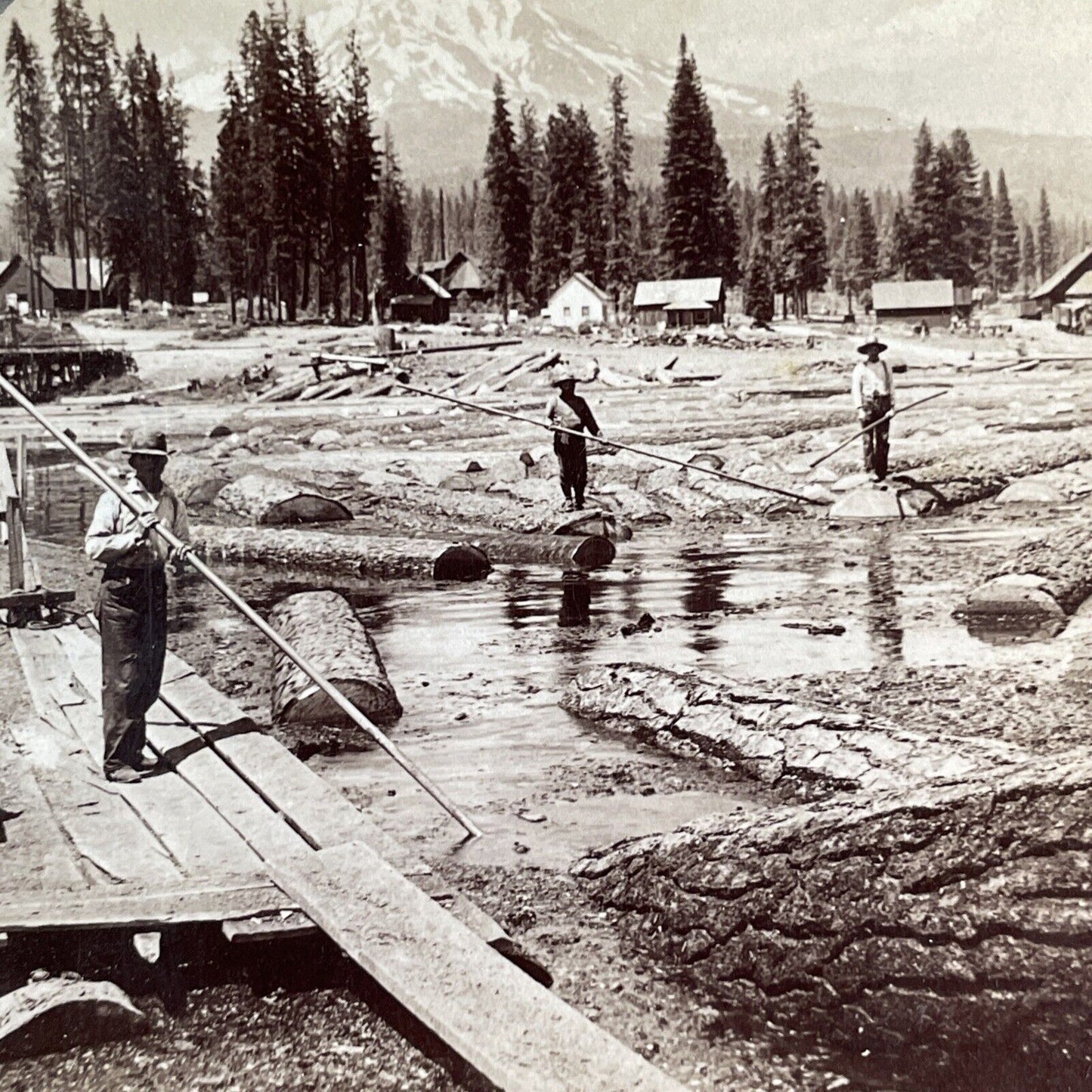 Sequoia Logging Mount Shasta Stereoview California Antique c1902 X4137