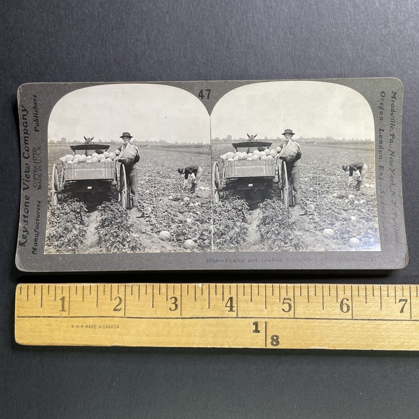 Antique 1911 Cantaloupe Farm In Buffalo New York Stereoview Photo Card P1627