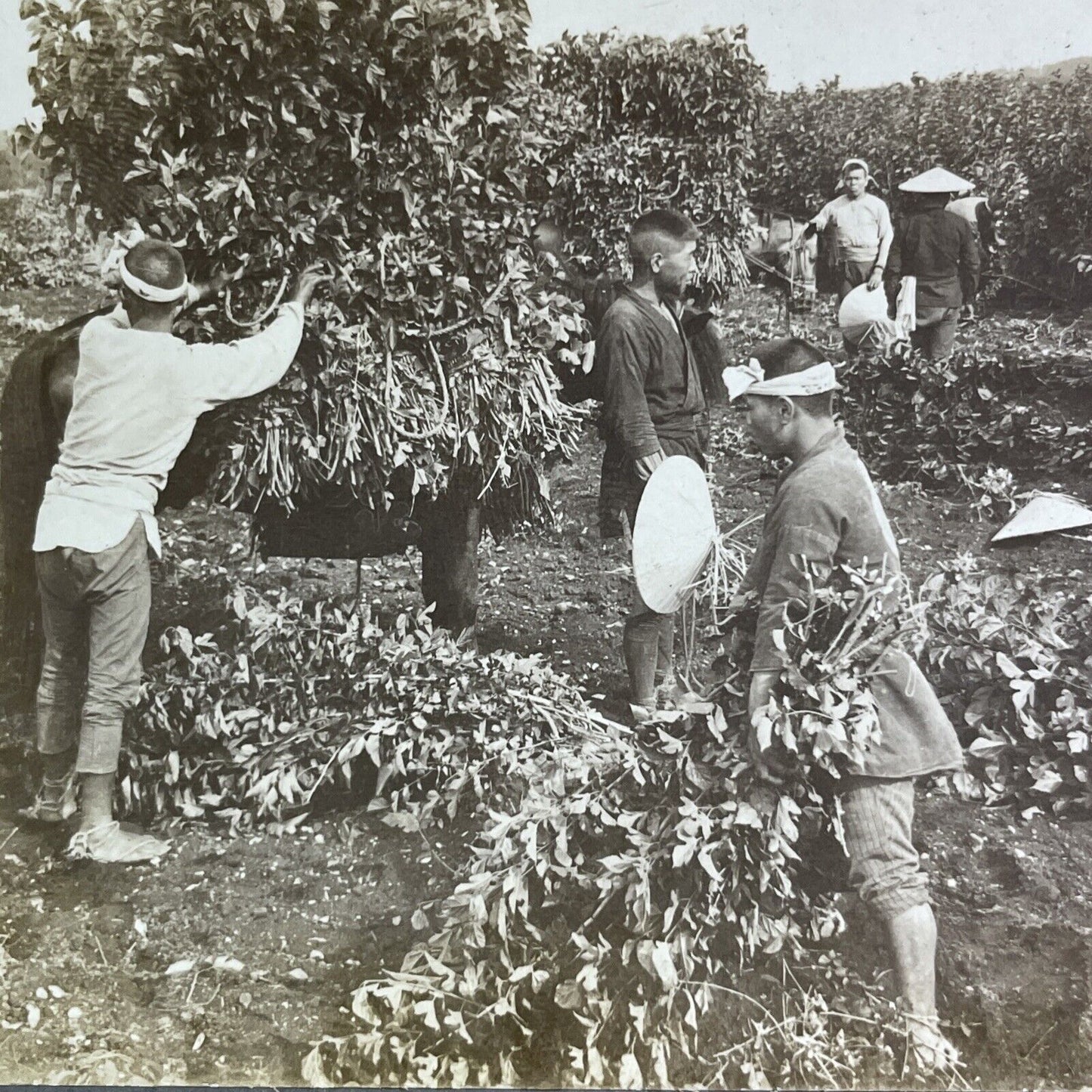 Antique 1904 Mulberry Leaf Harvest In Japan Stereoview Photo Card P2207