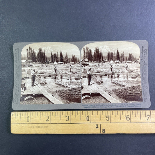 Sequoia Logging Mount Shasta Stereoview California Antique c1902 X4137