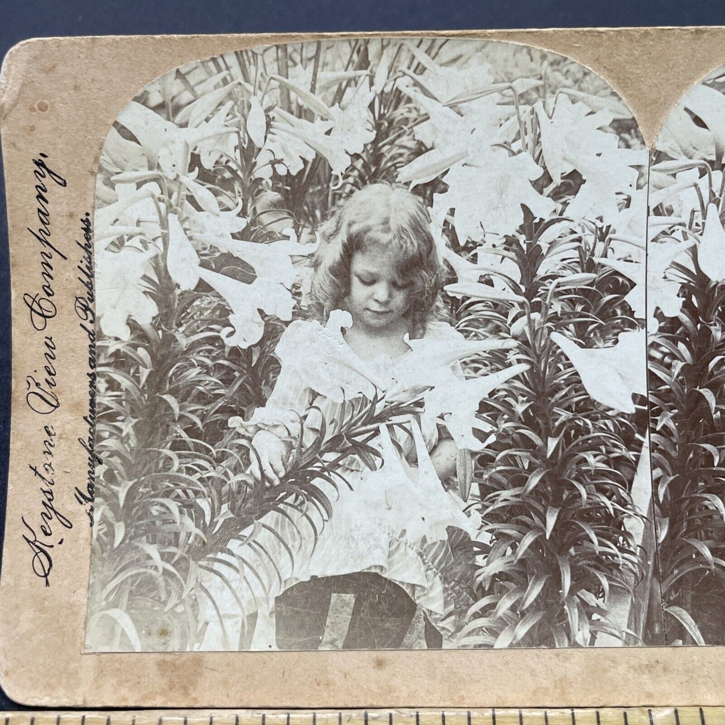 Antique 1901 Child Plays In Lily Garden Stereoview Photo Card P2686