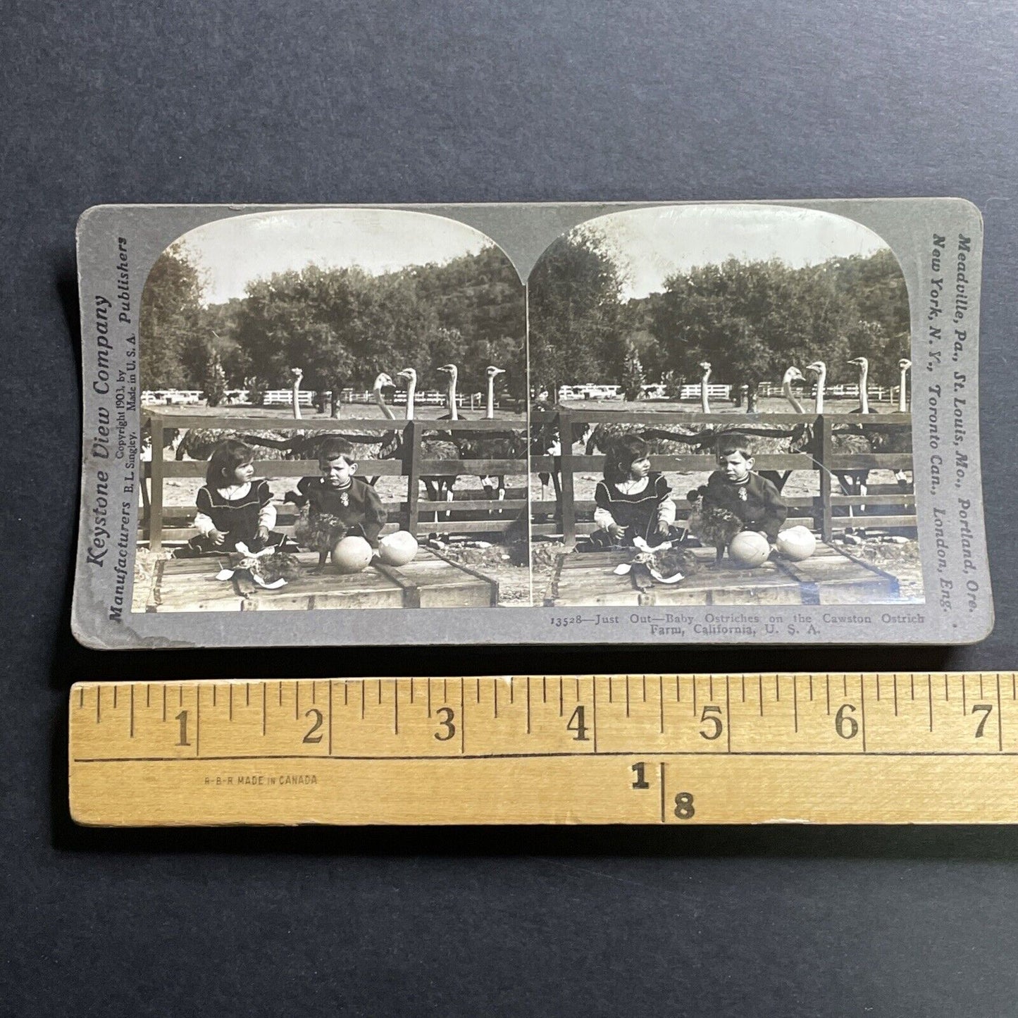 Antique 1903 Ostrich Farm In Pasadena California Stereoview Photo Card P1476