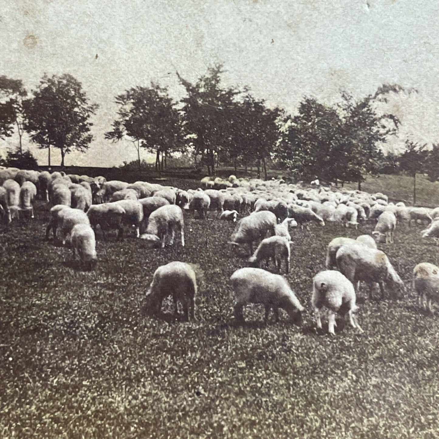 Antique 1880s Sheep At National Home Cemetery Ohio Stereoview Photo Card P5027