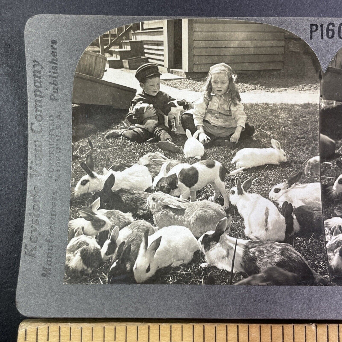 Children Play with Rabbits and Puppy Dog Stereoview Antique c1910s Y1349