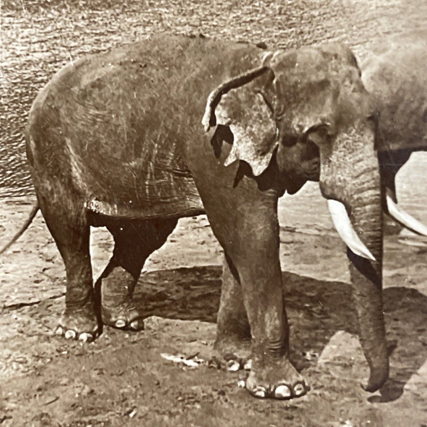 Antique 1903 Elephants Play In The River Sri Lanka Stereoview Photo Card P4588