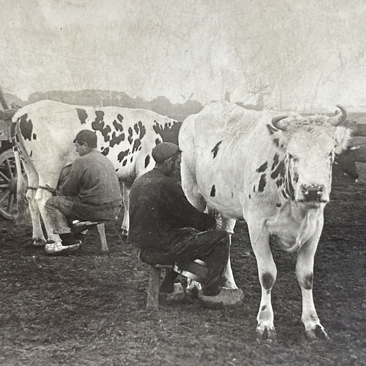 Antique 1920s Milking Frisian Cows Rotterdam Holland Stereoview Photo Card P5106