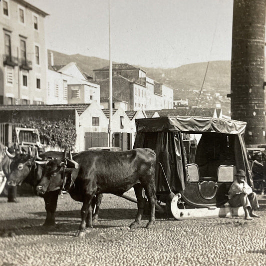 Antique 1910s Ox Oxen Taxi Sled Funchal Portugal Stereoview Photo Card P5059