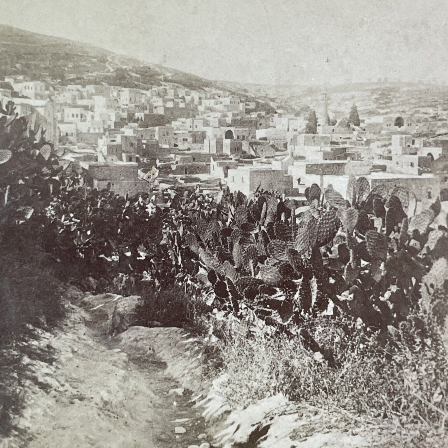 Cactus Plants in Nazareth Palestine Israel Stereoview Antique c1885 X3830