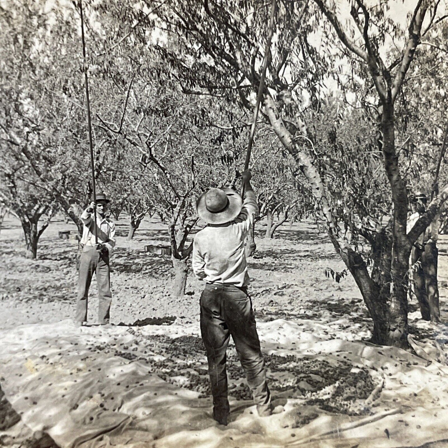 Antique 1920s Men Harvest Almonds Antioch California Stereoview Photo Card P3604