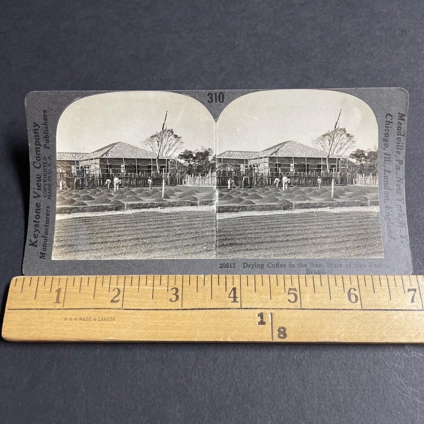 Antique 1910s Coffee Bean Farm Sao Paulo Brazil Stereoview Photo Card P3665