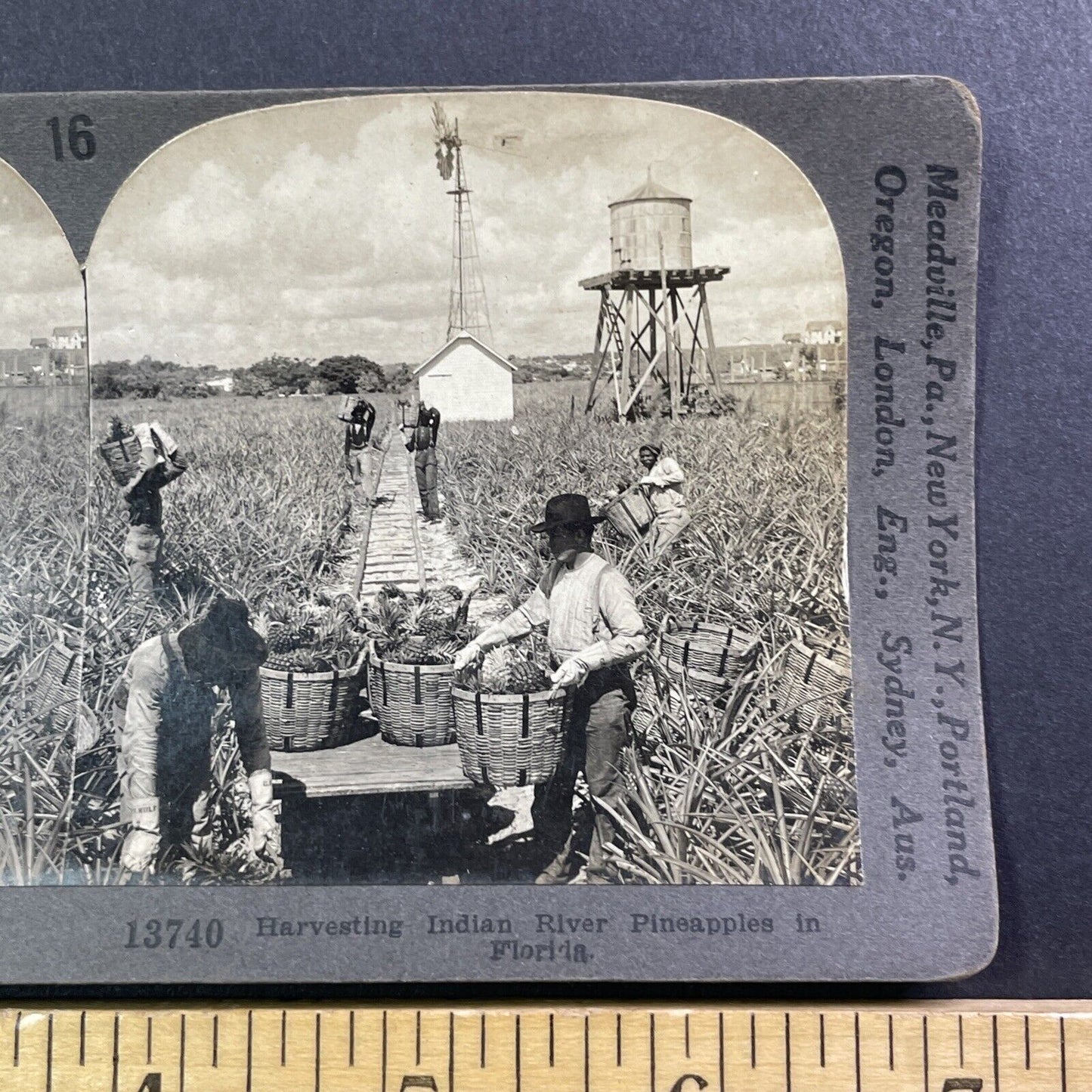 Pineapple Farm Indian River Florida Stereoview Antique c1909 X4242