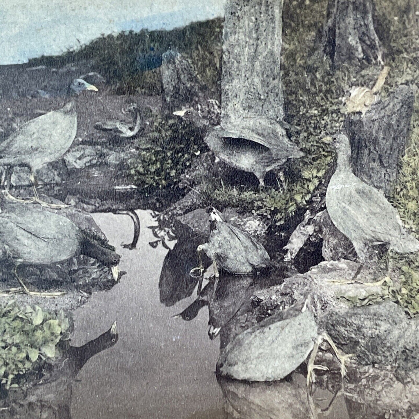 American Coot Bird Taxidermy Stereoview James A. Hurst Antique c1870 X1836