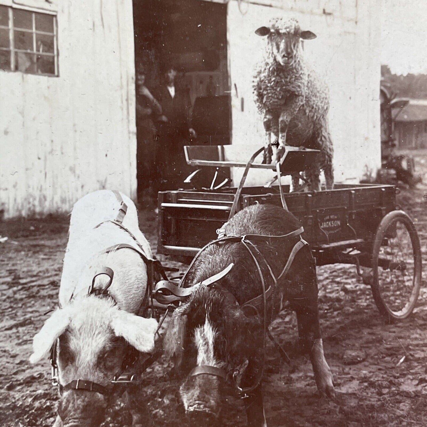 A Pig Driven Cart Carriage on a Farm Stereoview B.L. Singley Antique c1903 Y1249