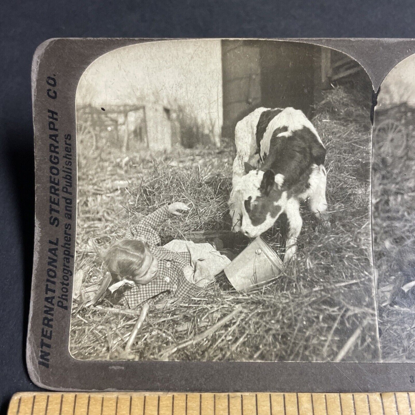 Antique 1901 Calf Rams Pushes A Little Girl In Barn Stereoview Photo Card P4316