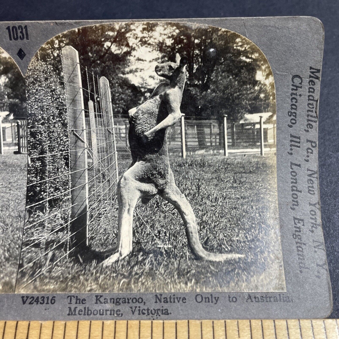 Antique 1920s Kangaroo Stands Up And Flexes Muscles Stereoview Photo Card P4915