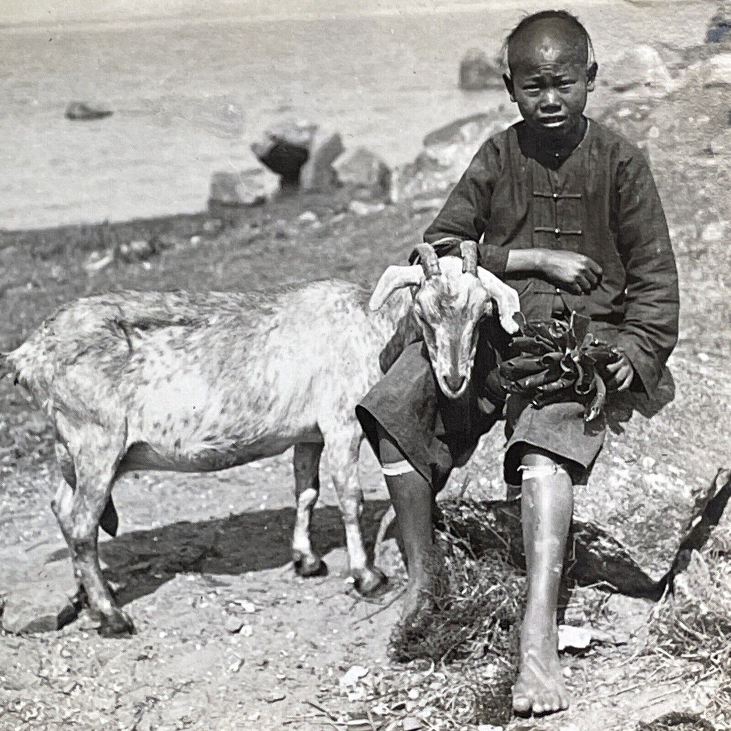 Traditional Chinese Farm Boy With A Goat Stereoview Antique c1910 X3104