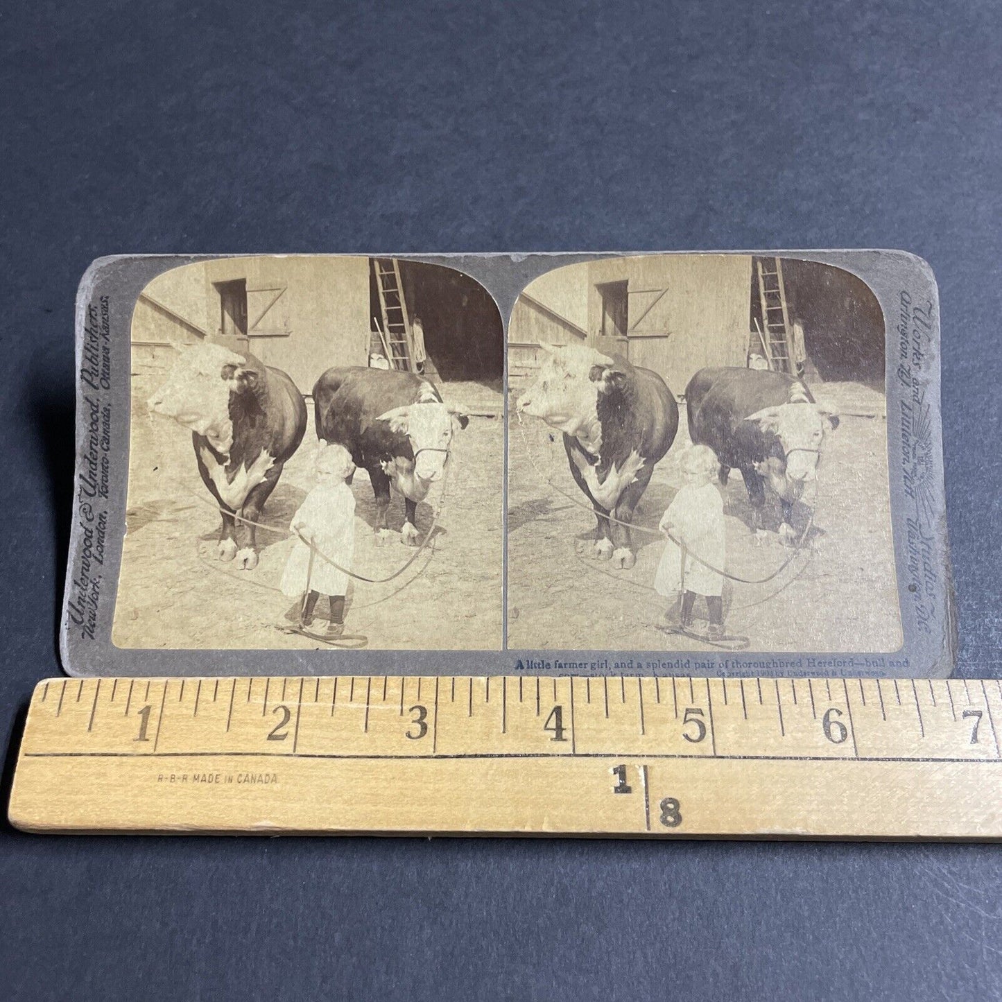 Antique 1903 Child Leads Two Massive Bulls Bull Cows Stereoview Photo Card P4357