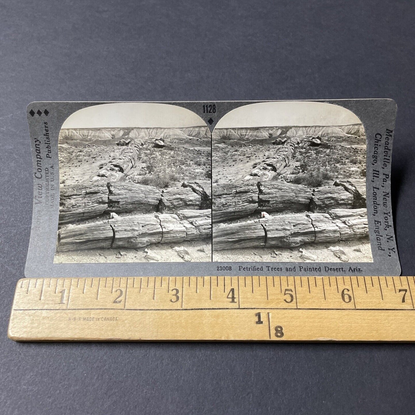 Antique 1920s Petrified Rock Trees Arizona Desert Stereoview Photo Card V2813