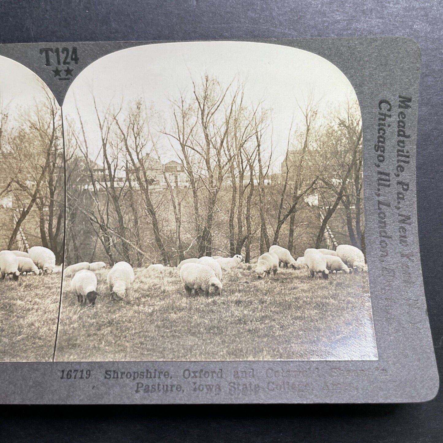 Antique 1918 Sheep Grazing Iowa State College Campus Stereoview Photo Card P1355